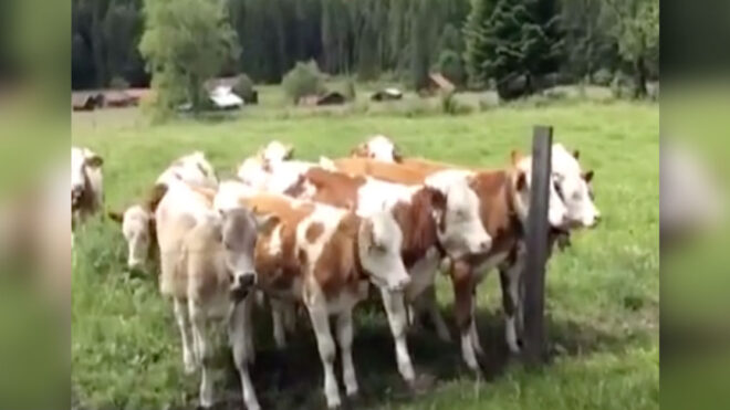 Cows line up at the sound of accordion