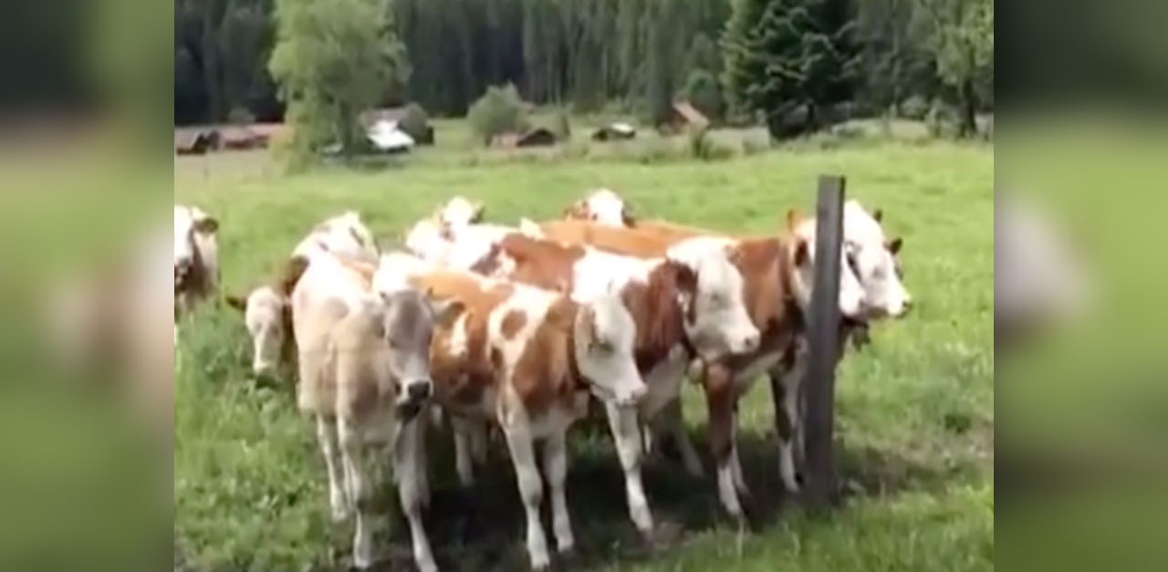 Cows line up at the sound of accordion