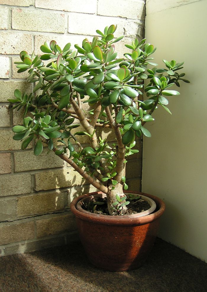 Crassula_ovata_700.jpg