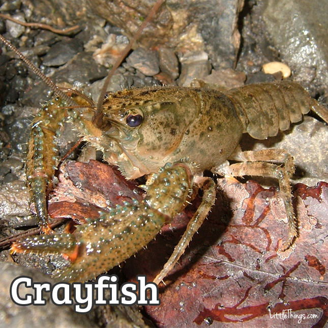 Crayfish_645x645.jpg