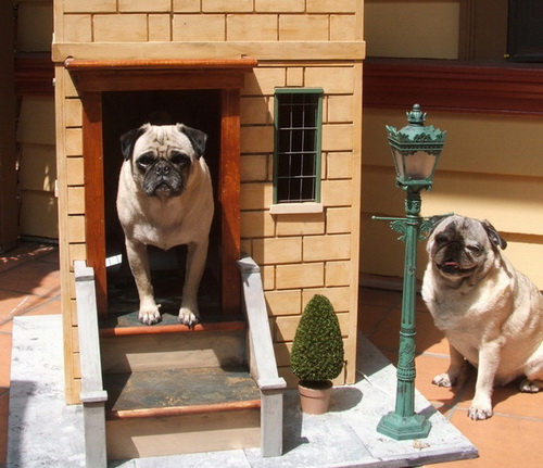 Creative-Dog-House-Design-Ideas_21.jpg