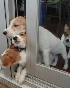 Crowds-Dog.jpg