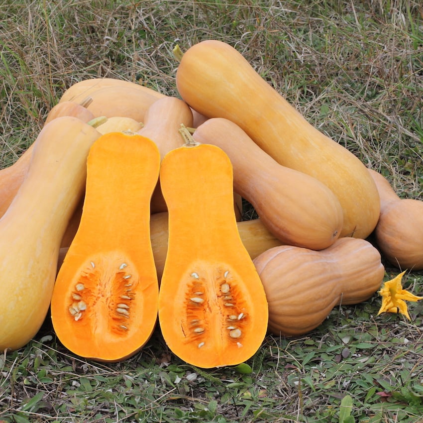 Cucurbita_moschata_Butternut_2012_G2.jpg