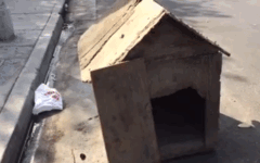 DOG-HOUSE-GIF.gif