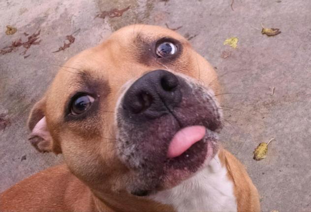Dan-The-Dog.jpg