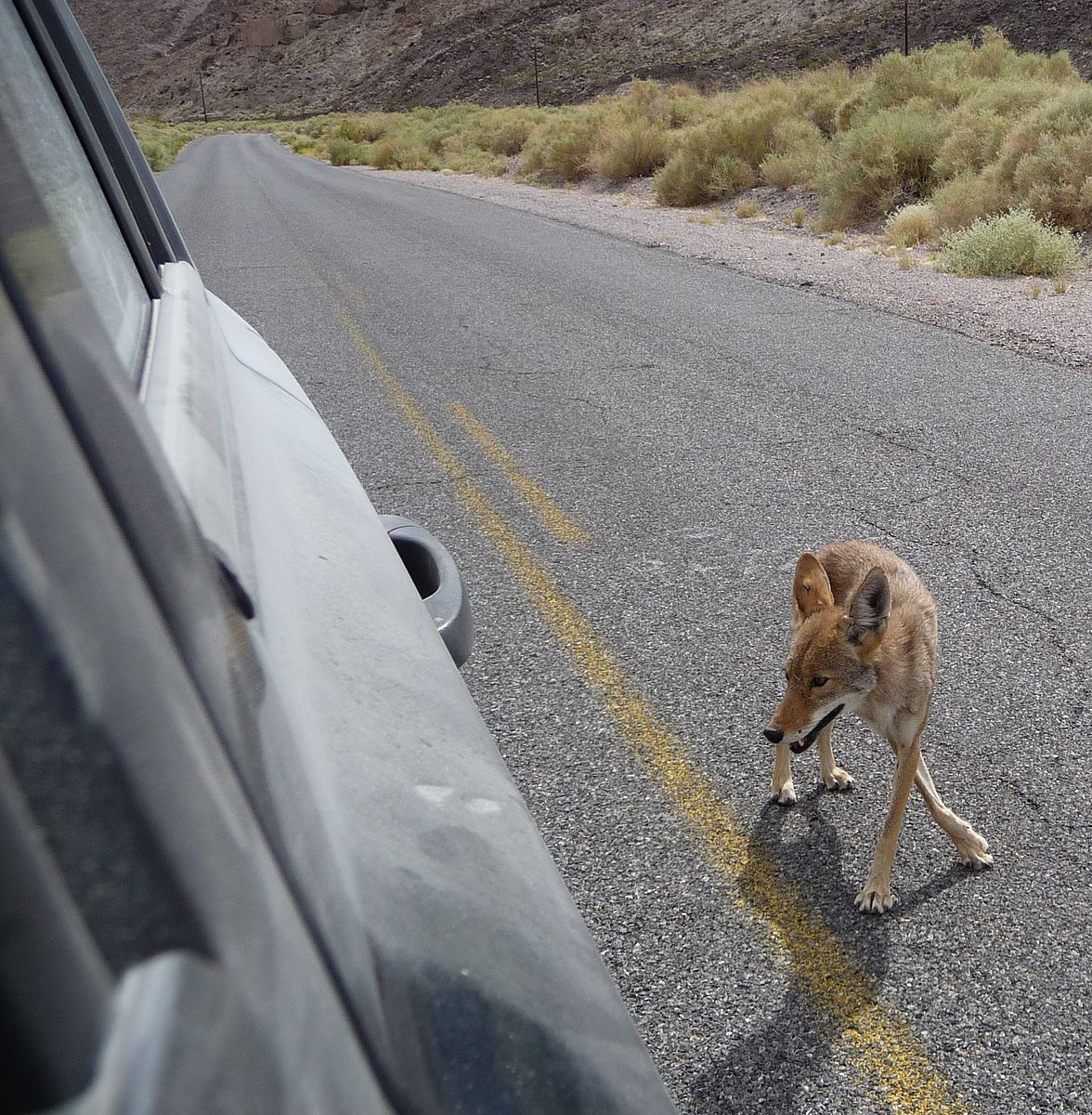 Death_Valley_NP_-_Coyote_begging_near_Scottys_Castle.jpg