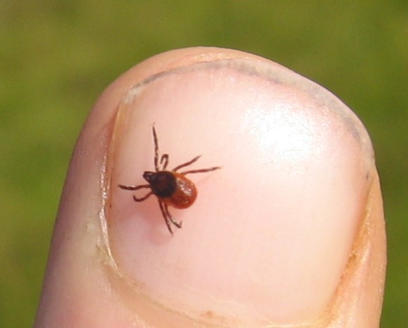 Deer_Tick_-_geograph.org_.uk_-_105508.jpg