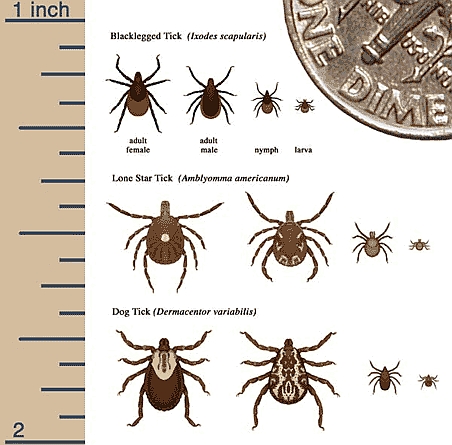 Deer_Ticks_3_species.jpg