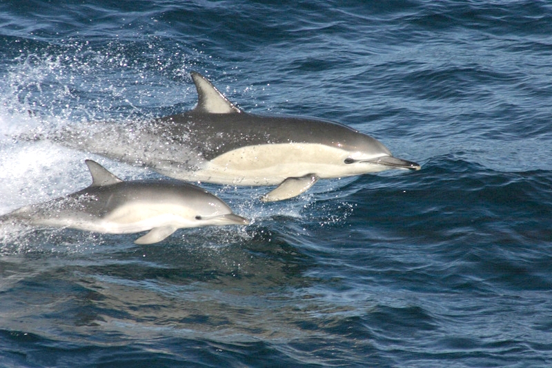 Delphinus_delphis_with_calf.jpg