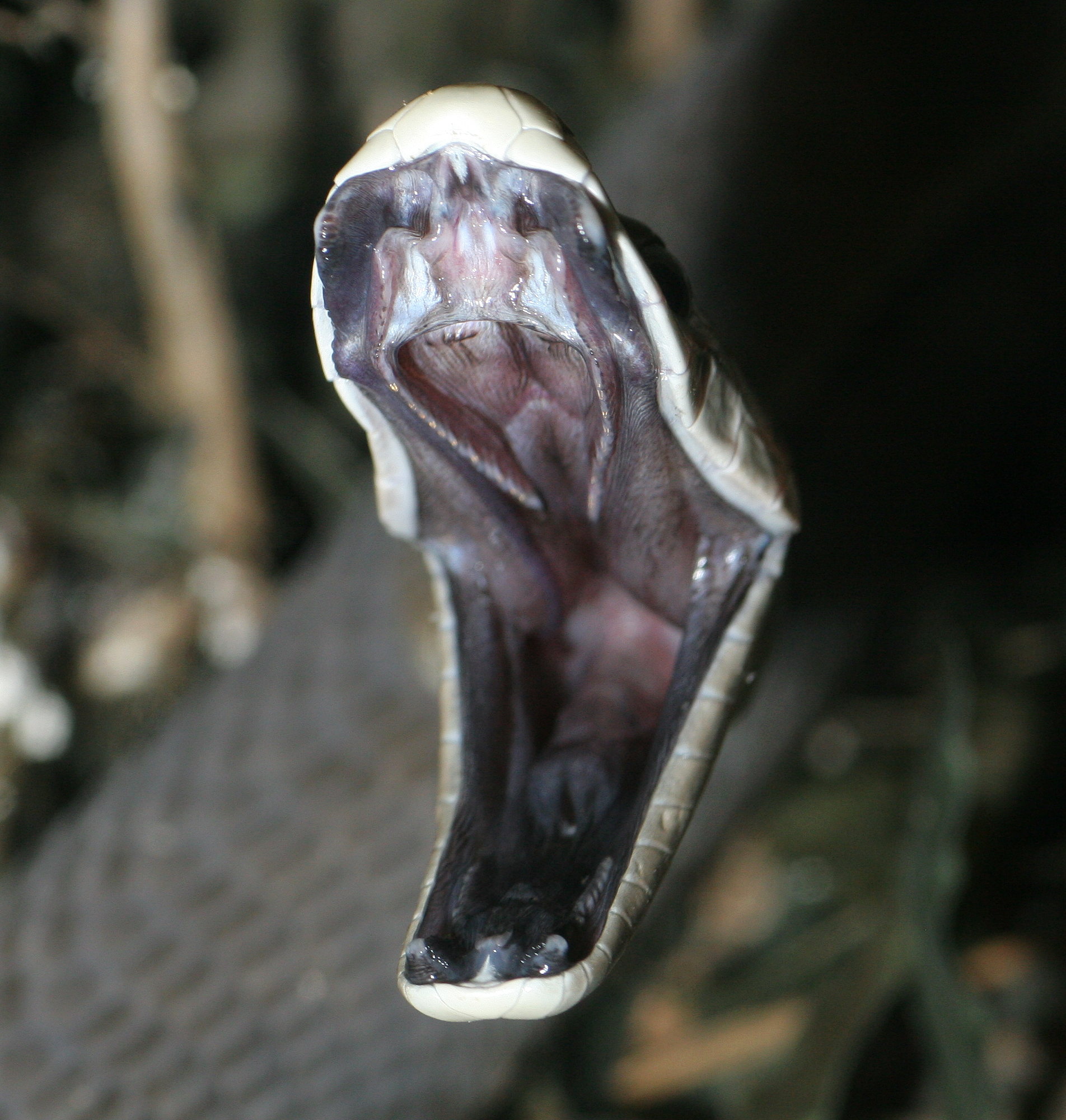 Dendroaspis_polylepis_striking.jpg