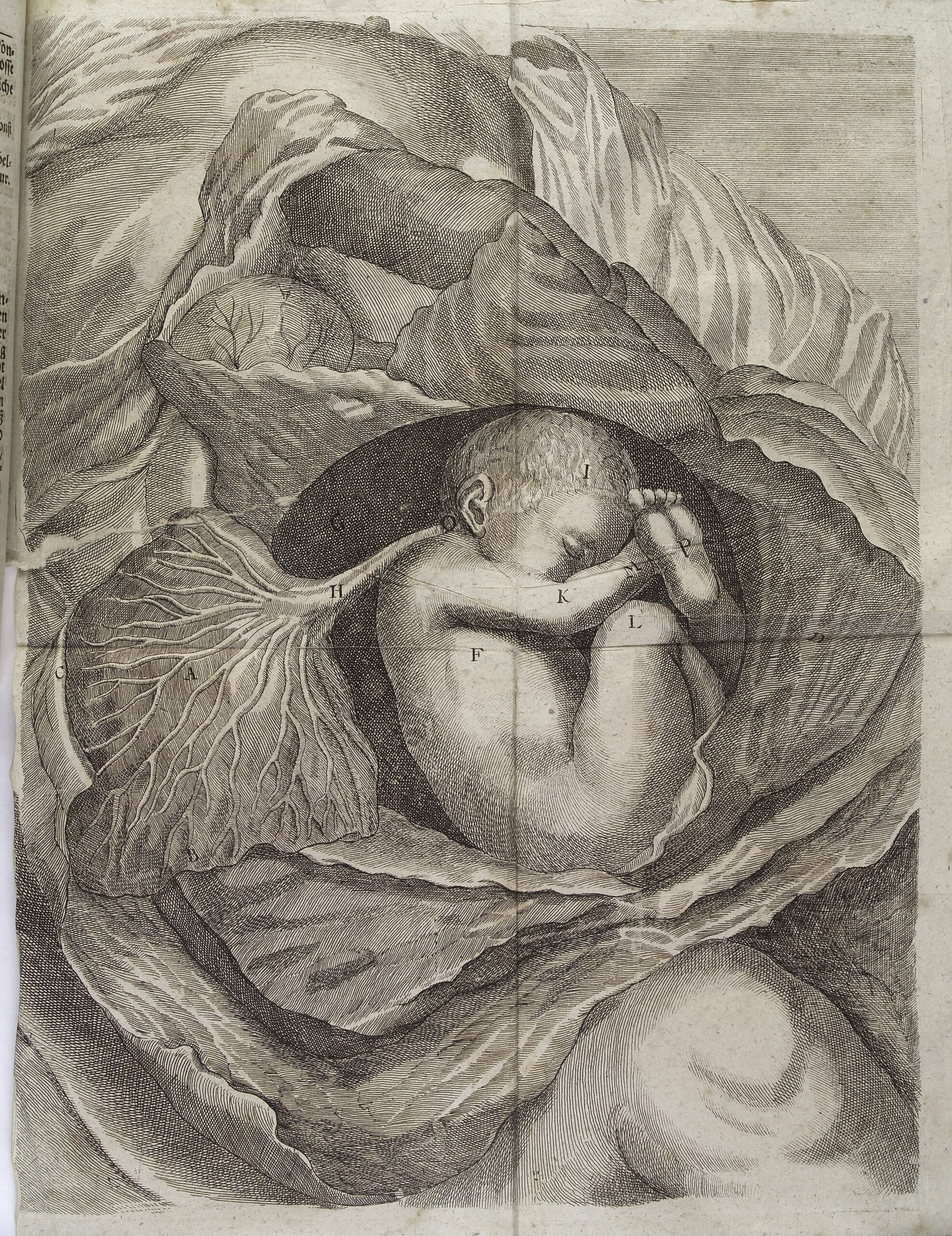 L0038228 Diagram of a fetus, lying on its side, in an opened womb