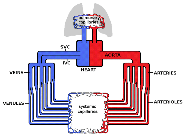 Diagram_of_human_circulatory_system.gif