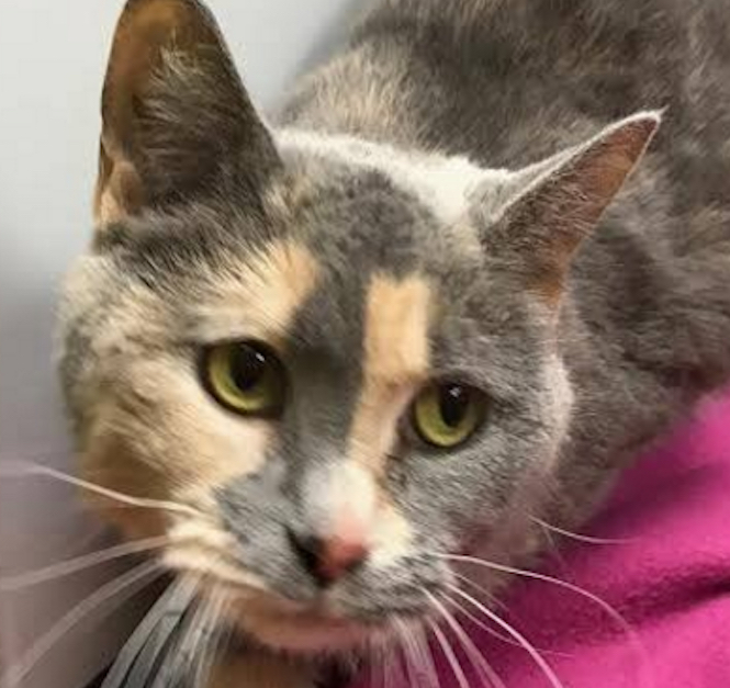 Dixie-The-Cat-Doesnt-Pee-3.jpg