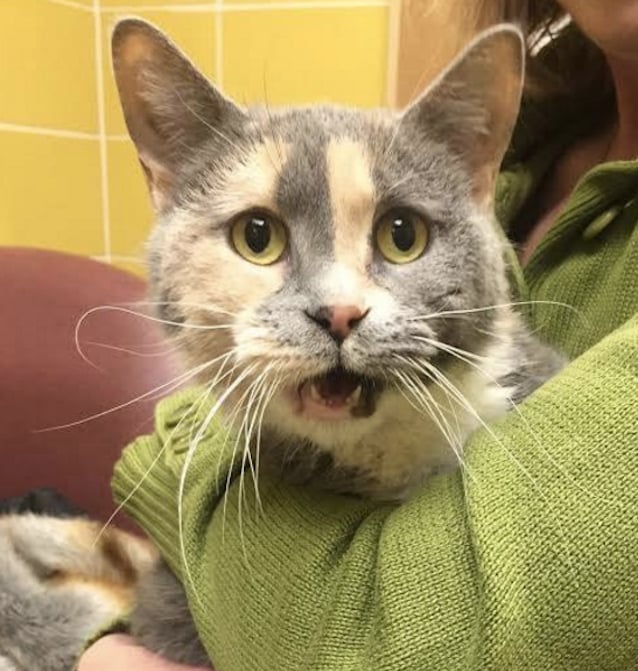 Dixie-The-Cat-Doesnt-Pee-4.jpg