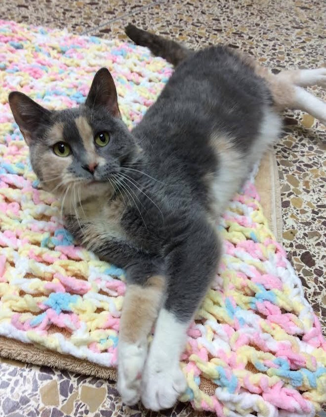 Dixie-The-Cat-Doesnt-Pee-5.jpg