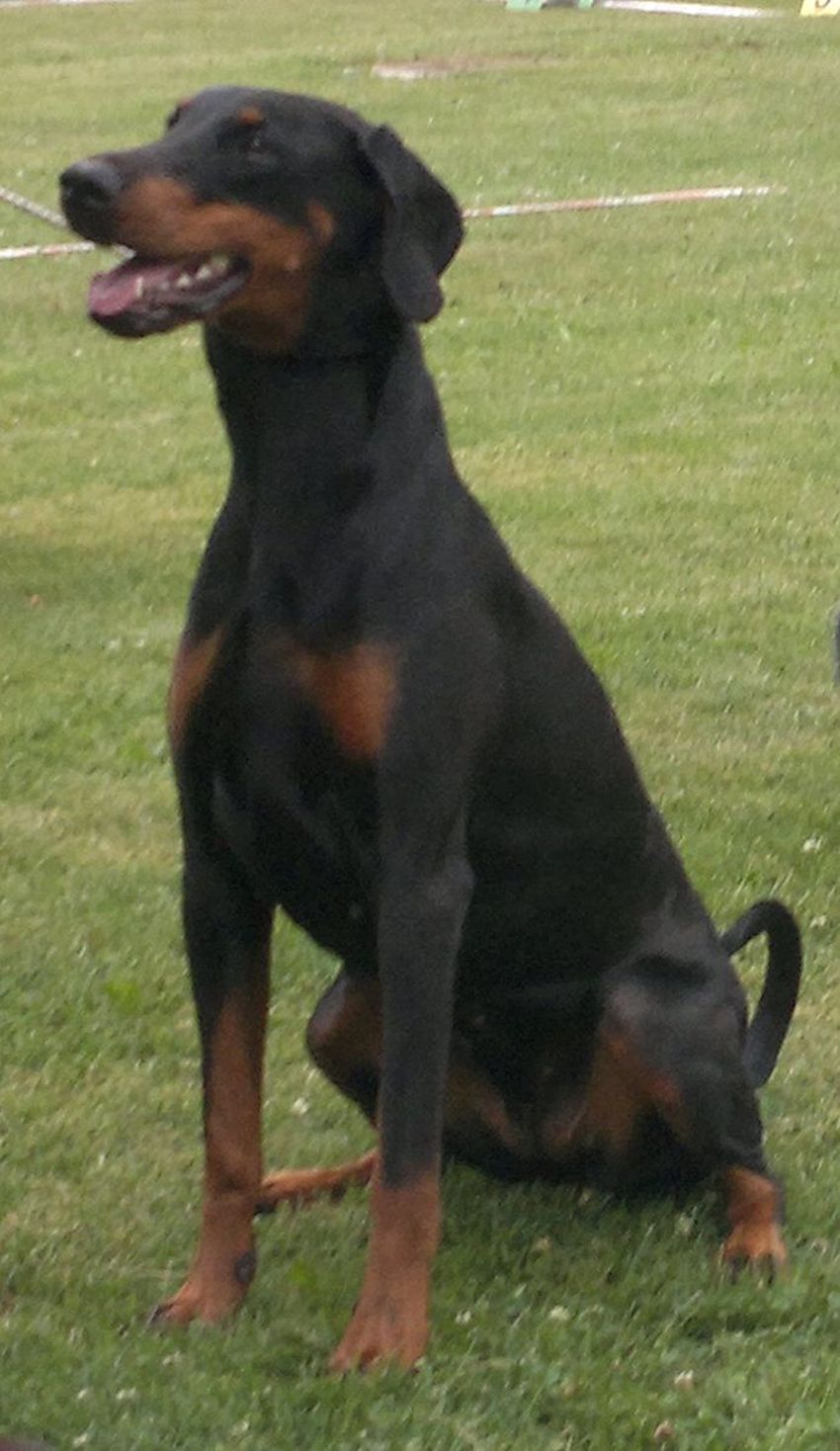 Doberman_Pinscher_aka_Dobermann.jpg