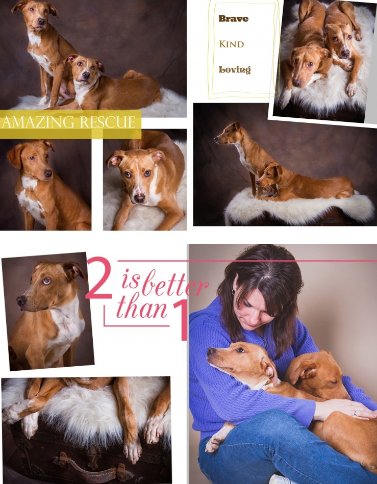 Dog-Amazing-Rescue.jpg