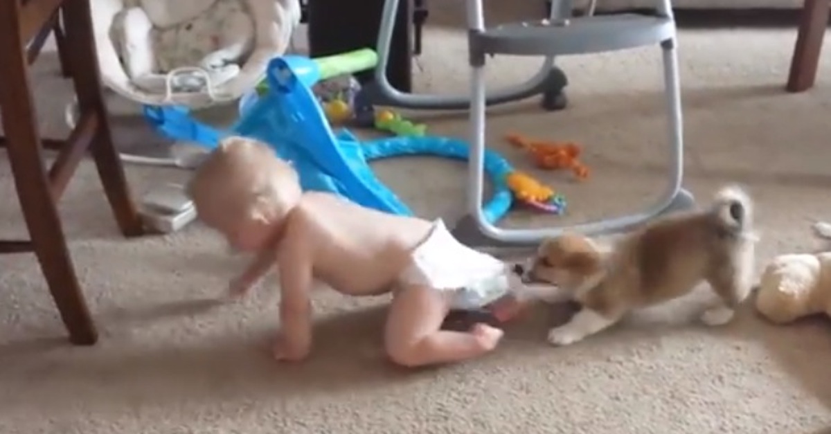 Dog Baby Diaper