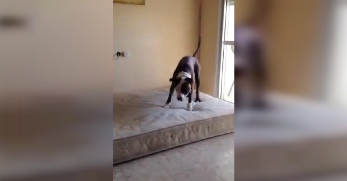 Dog Bounces On Bed