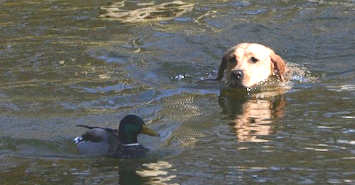 Dog Duck Swim Together