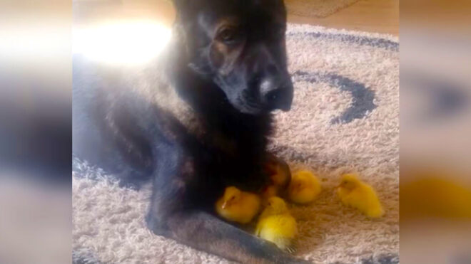 Baby ducks get protection from german shepherd