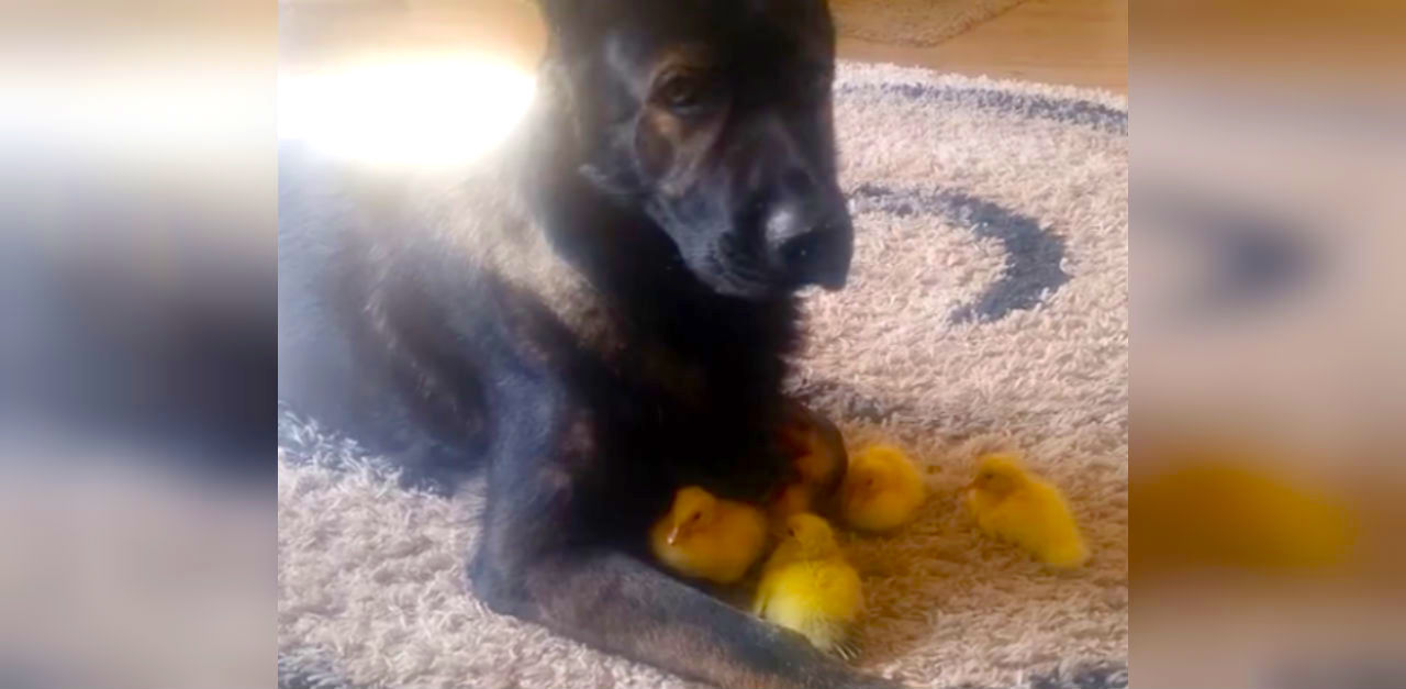 Baby ducks get protection from german shepherd