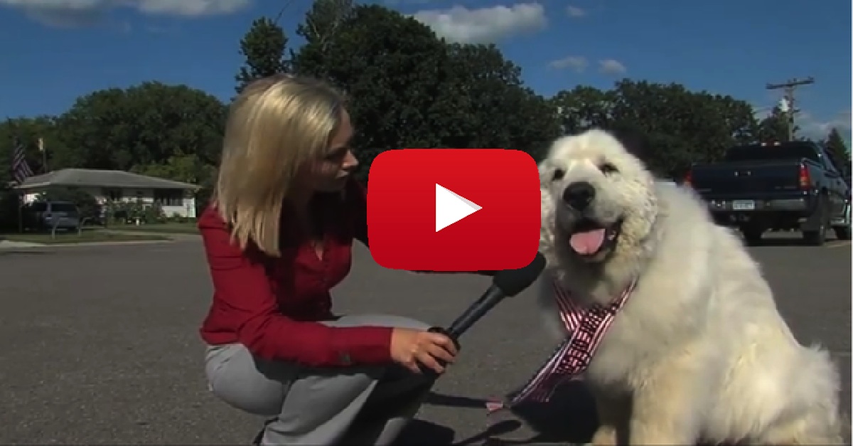 Dog Elected Mayor