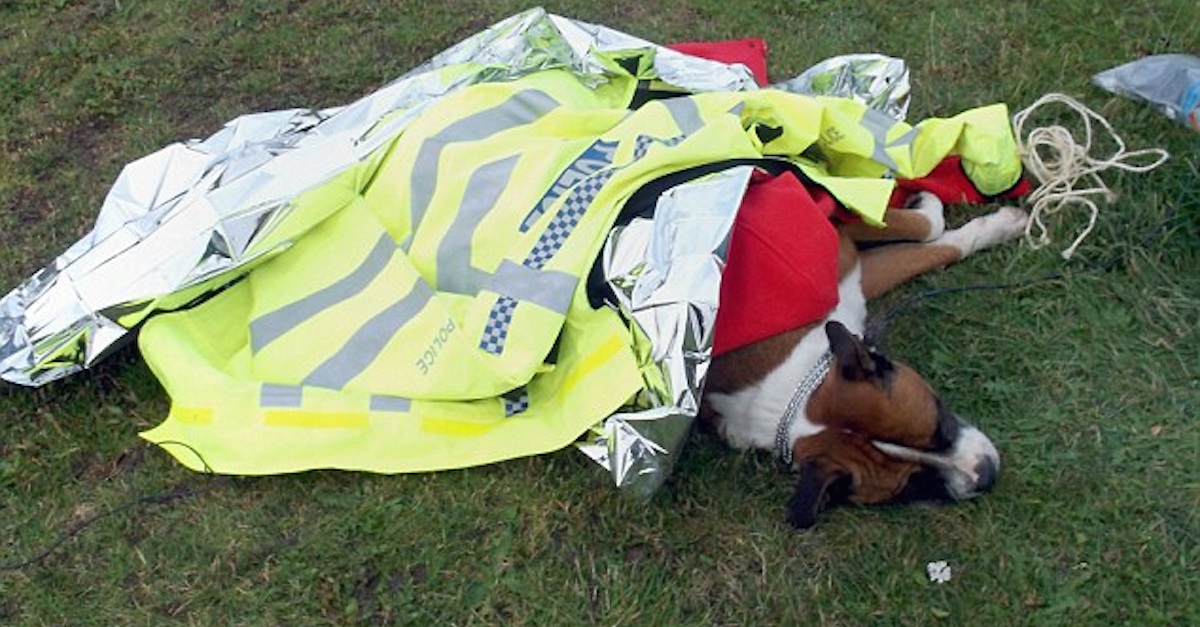 Dog-Found-Hog-Tied.jpg