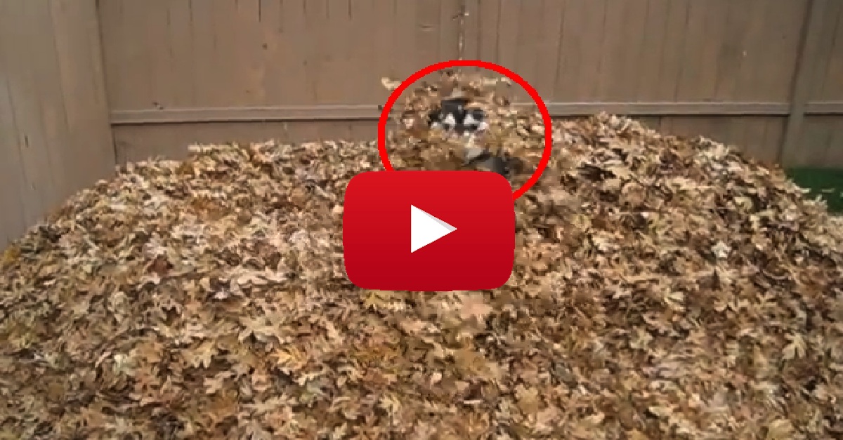 Dog Hiding Leaves Backyard Playing