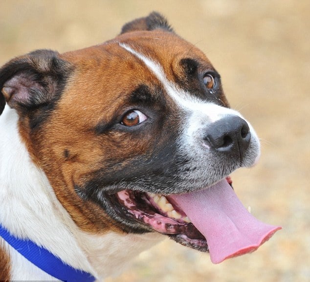 Dog-Hog-Tied-1.jpg Dog-Hog-Tied-1.jpg