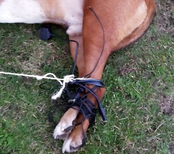 Dog-Hog-Tied-2.jpg
