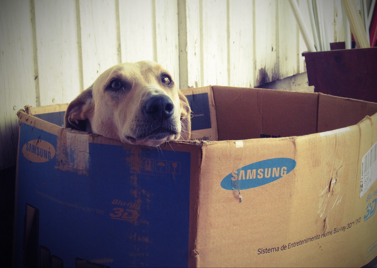 Dog House Dogface Dog Box Doghouse Cardboard Box