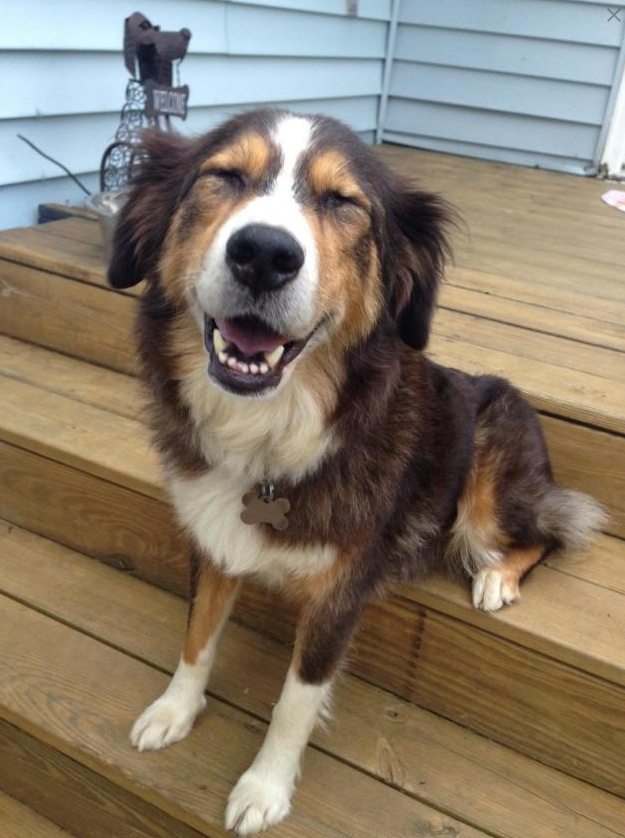 Dog-Named-AManda.jpg