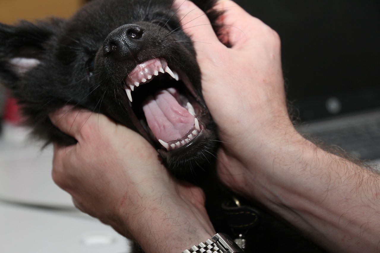 Dog Puppy Belgian Shepherd Dog The Teeth Of The