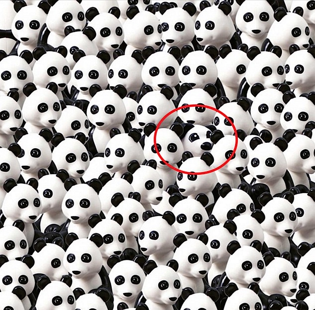 Dog-Reveal.jpg