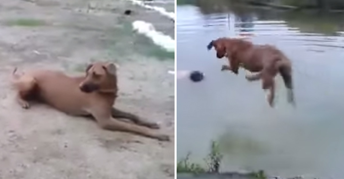 Dog Saves Owner Drowning Lake