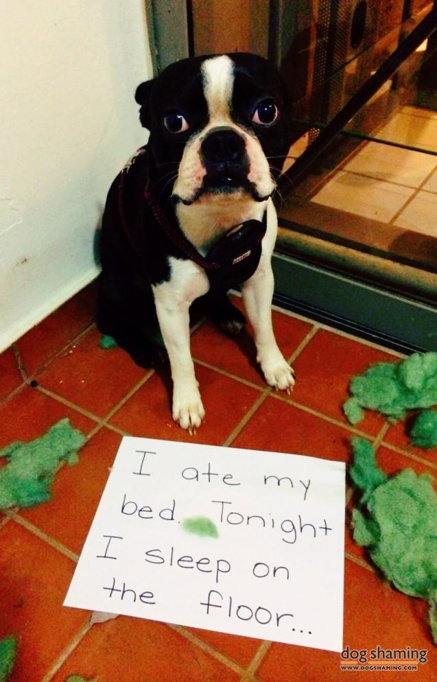 Dog-Shaming-10.jpg