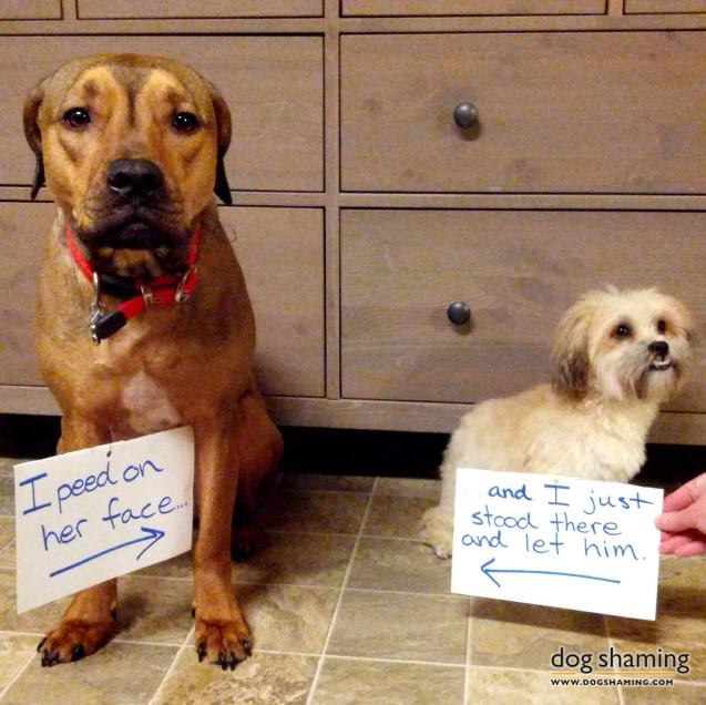 Dog-Shaming-11.jpg