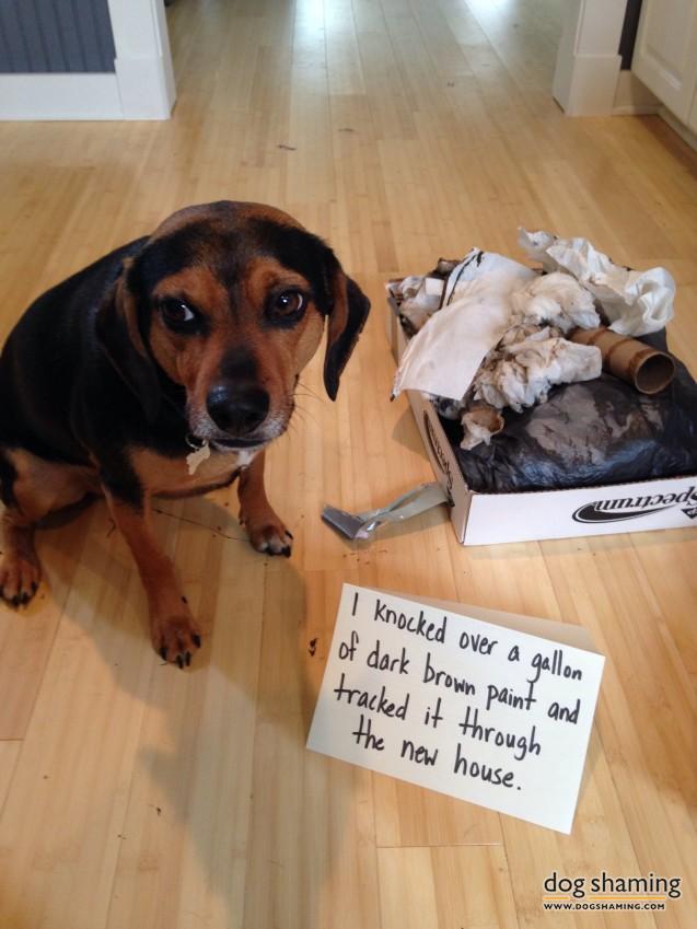 Dog-Shaming-12.jpg