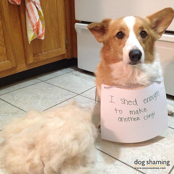 Dog-Shaming-13.jpg
