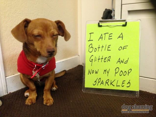 Dog-Shaming-15.jpg