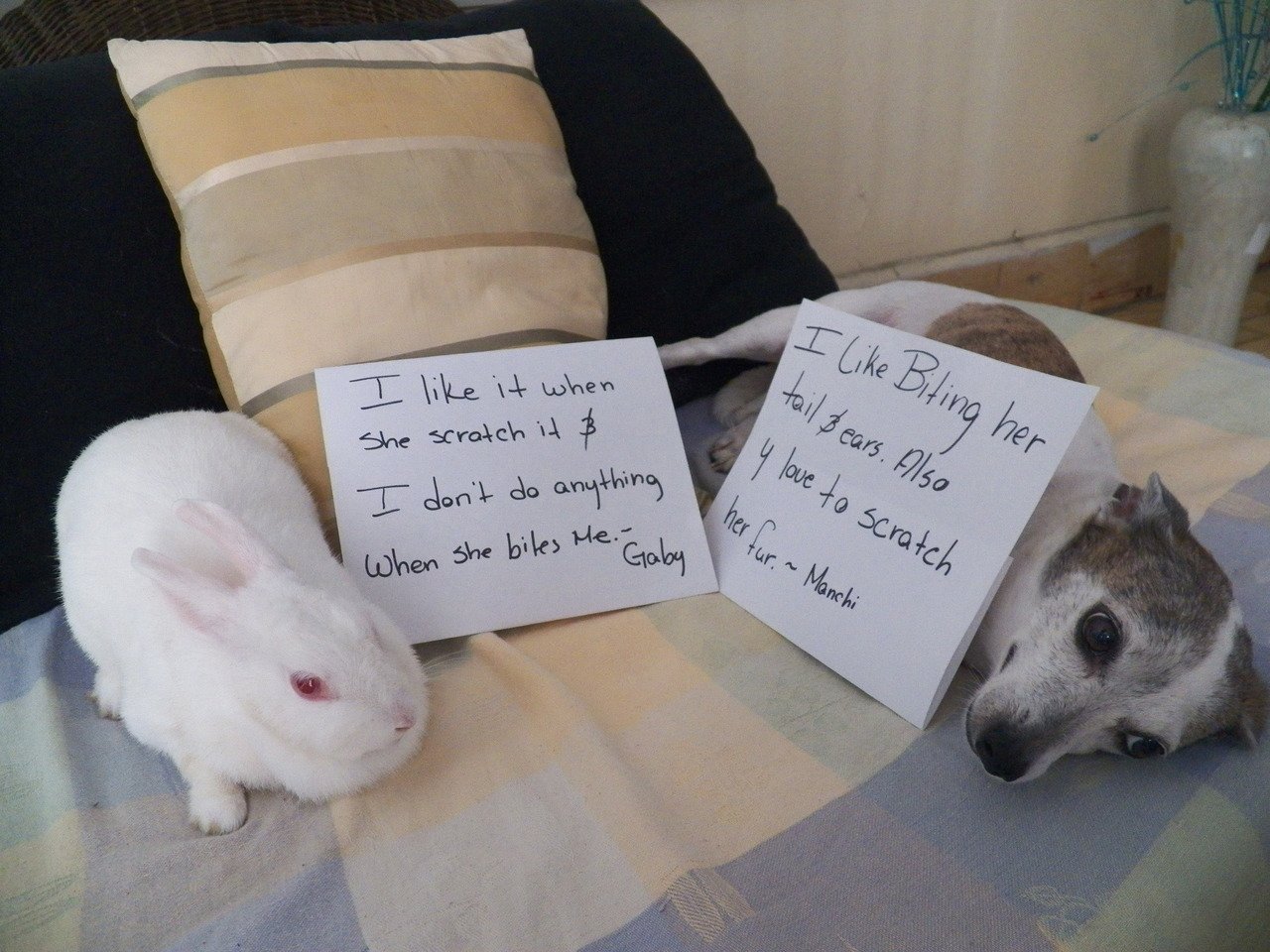 Dog-Shaming-2.jpg