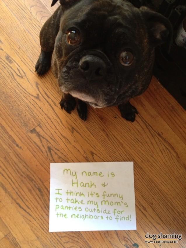 Dog-Shaming-3.jpg