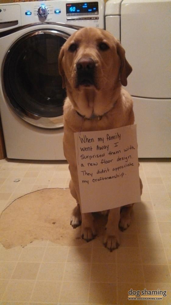 Dog-Shaming-4.jpg