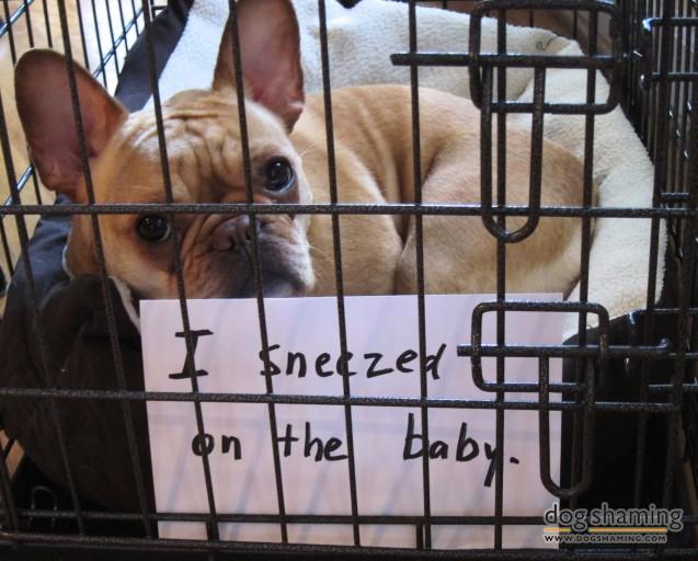 Dog-Shaming-5.jpg