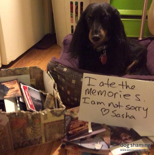 Dog-Shaming-6.jpg