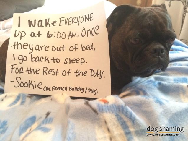 Dog-Shaming-7.jpg