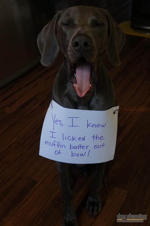 Dog-Shaming-8.jpg