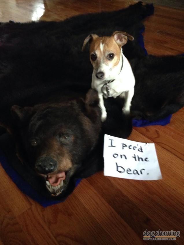 Dog-Shaming-9.jpg