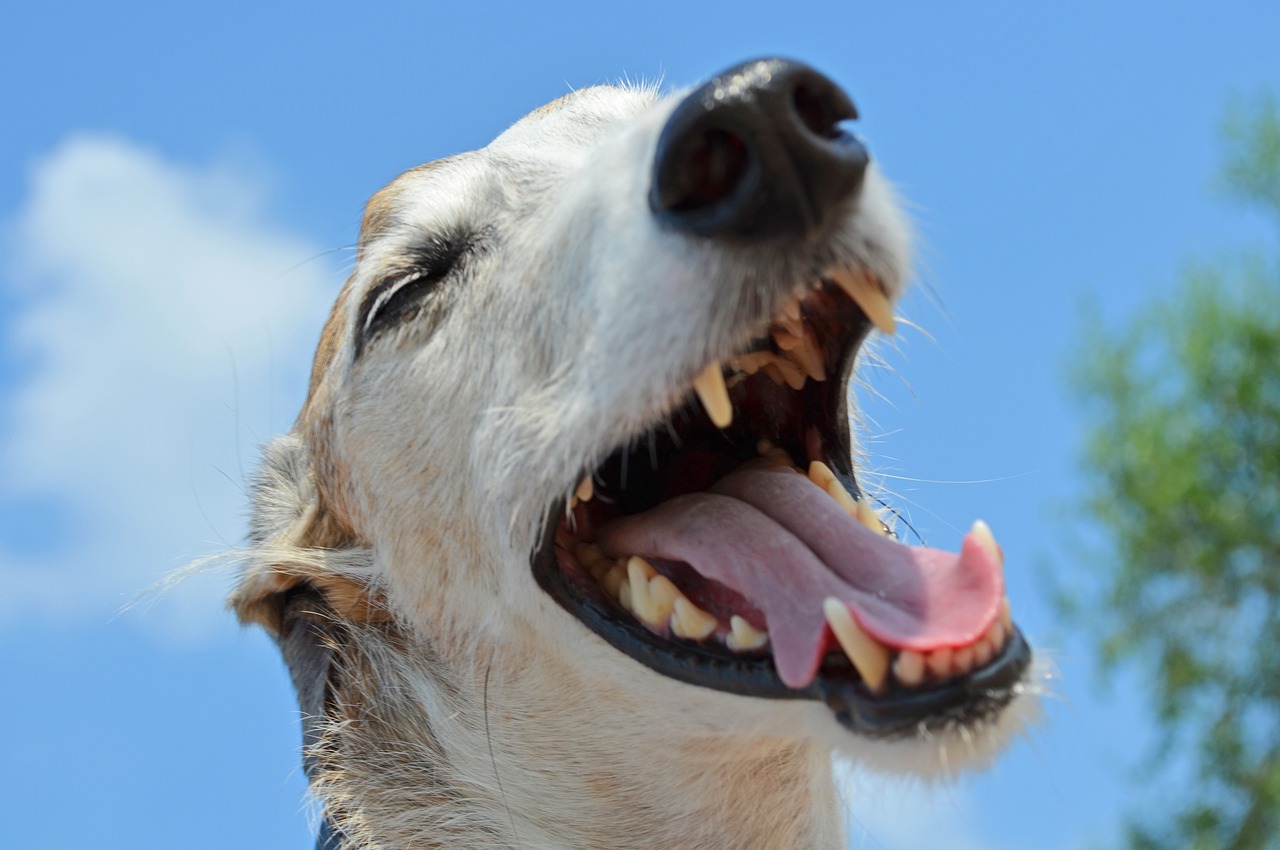 Dog Snout Animal Greyhound Spanish Greyhound Tooth